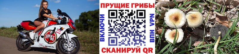 Псилоцибиновые грибы Cubensis  где найти   Волгореченск 